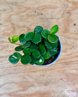 Peperomia 'Hope' - Plant Daddy