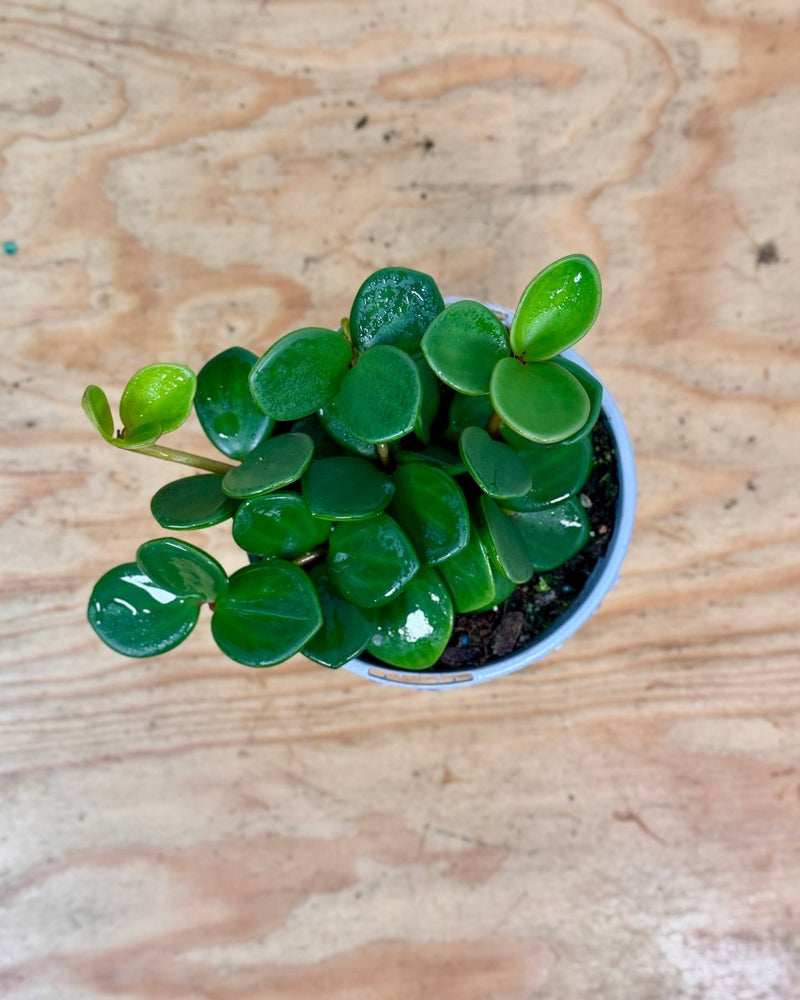 Peperomia 'Hope' - Plant Daddy