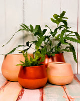 Dollop Ceramic Planter