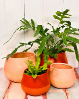 Dollop Ceramic Planter