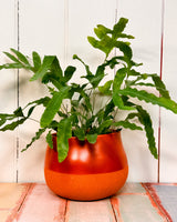 Dollop Ceramic Planter Pot