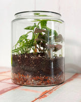 Custom Terrarium with Foliage