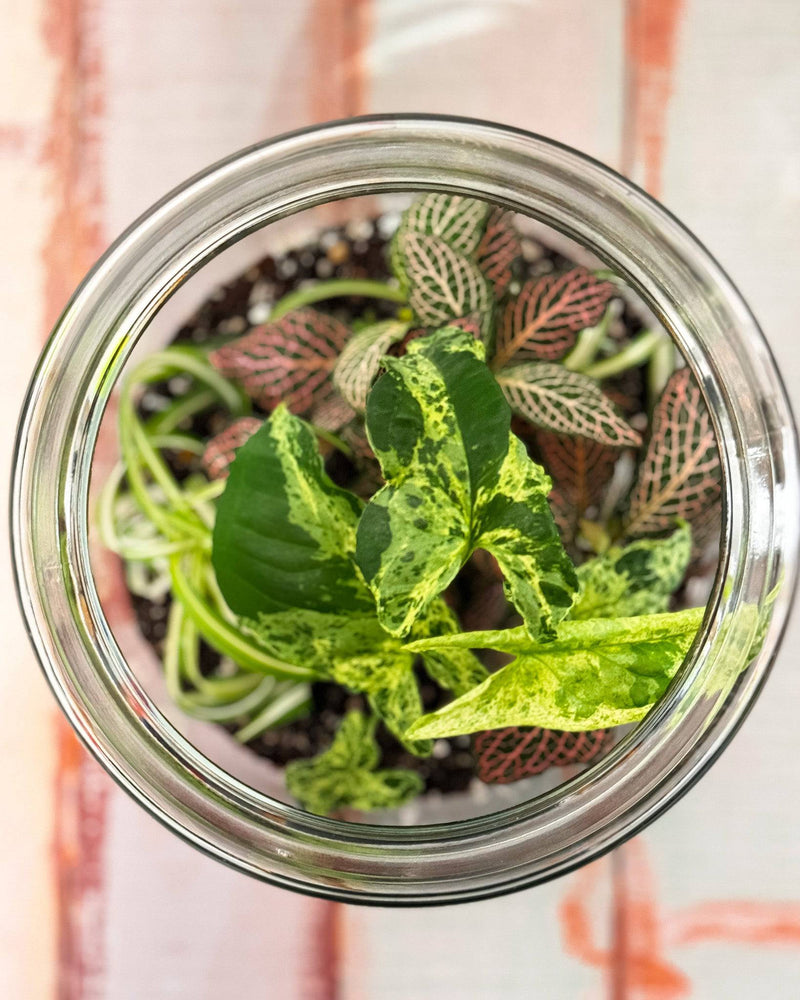 Custom Terrarium with Foliage