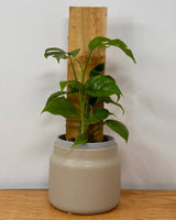 Rhaphidophora tetrasperma on totem - Plant Daddy