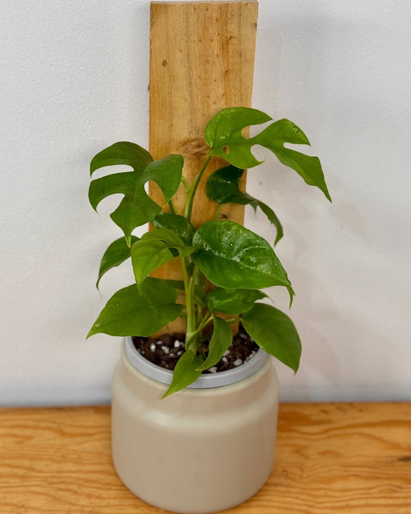 Rhaphidophora tetrasperma on totem - Plant Daddy