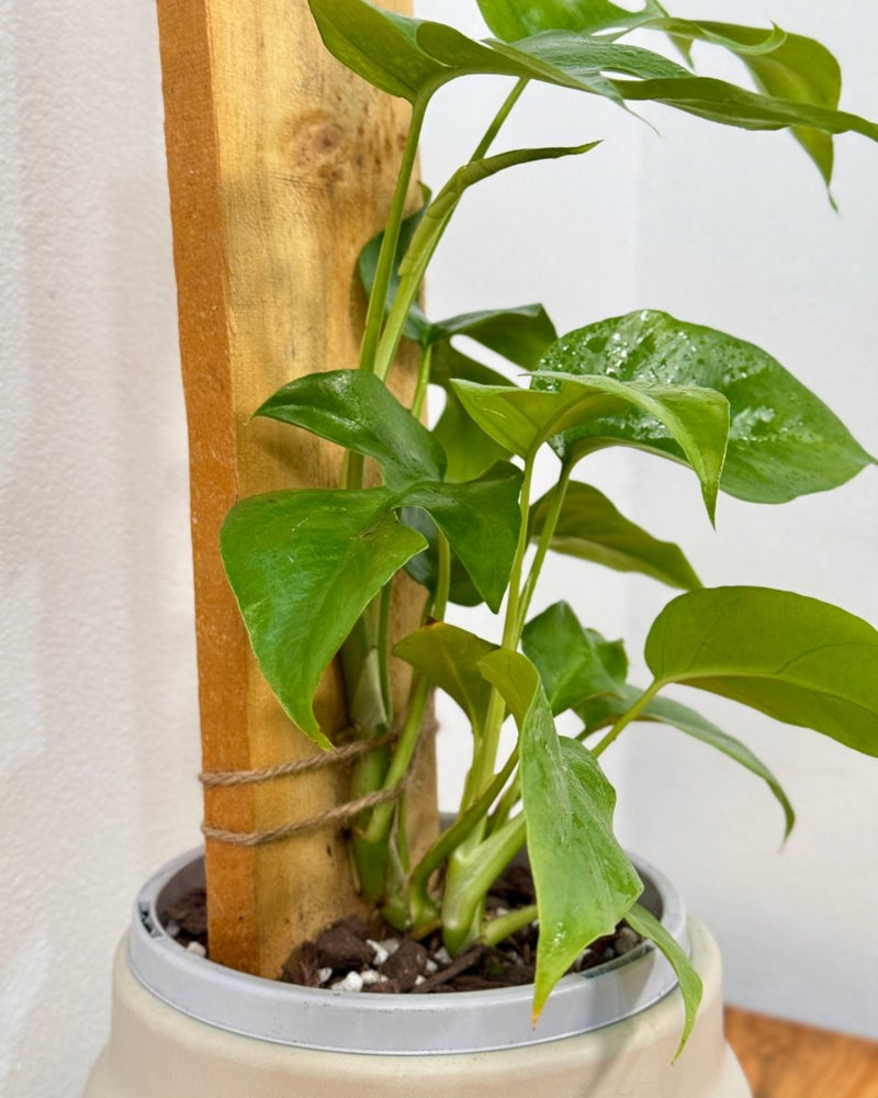 Rhaphidophora tetrasperma on totem - Plant Daddy