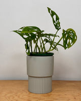 Petra Ceramic Pot - Plant Daddy