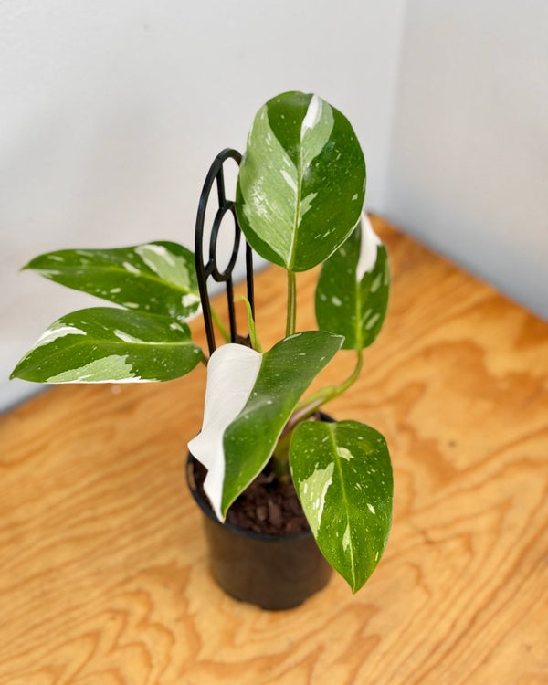 Philodendron ‘White Princess’ - Plant Daddy