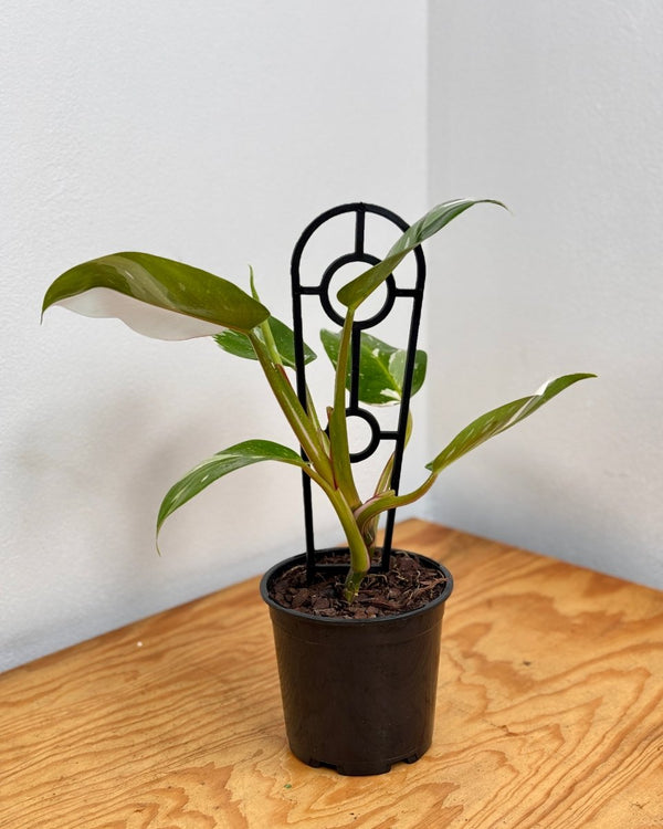 Philodendron ‘White Princess’ - Plant Daddy