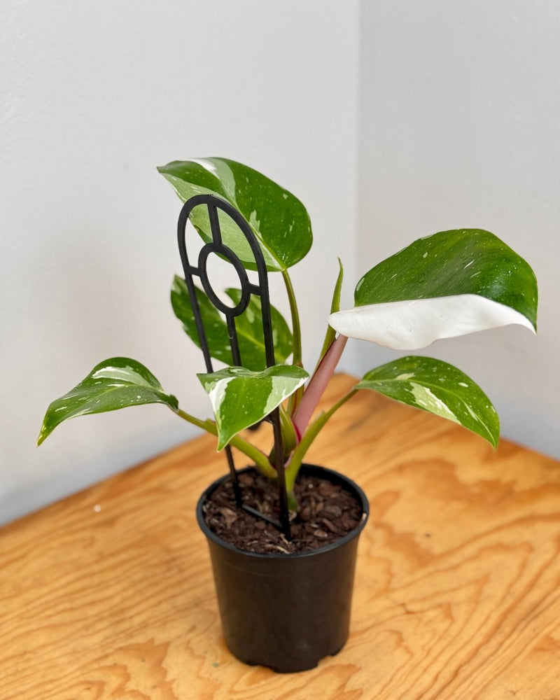 Philodendron ‘White Princess’ - Plant Daddy