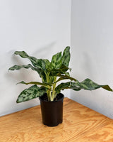 Aglaonema ‘Emerald Beauty' - Plant Daddy