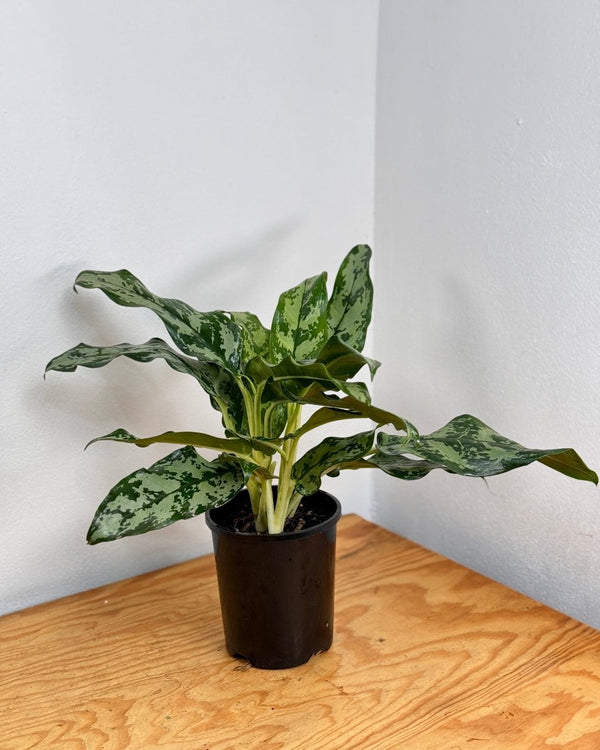 Aglaonema ‘Emerald Beauty' - Plant Daddy
