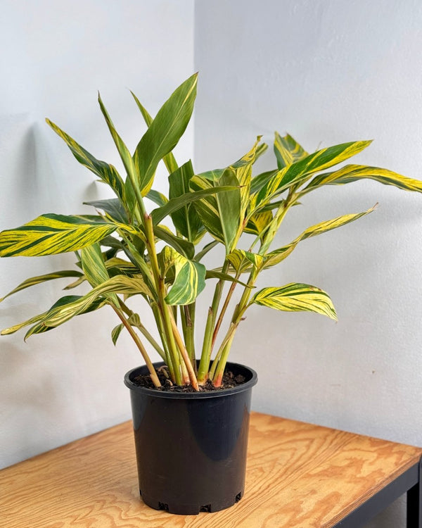 Alpinia zerumbet 'Variegata' - Plant Daddy