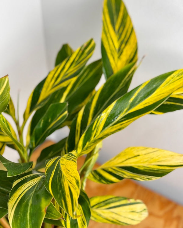 Alpinia zerumbet 'Variegata' - Plant Daddy
