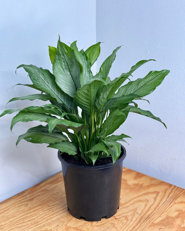 Spathiphyllum ‘Platinum Mist’ - Plant Daddy