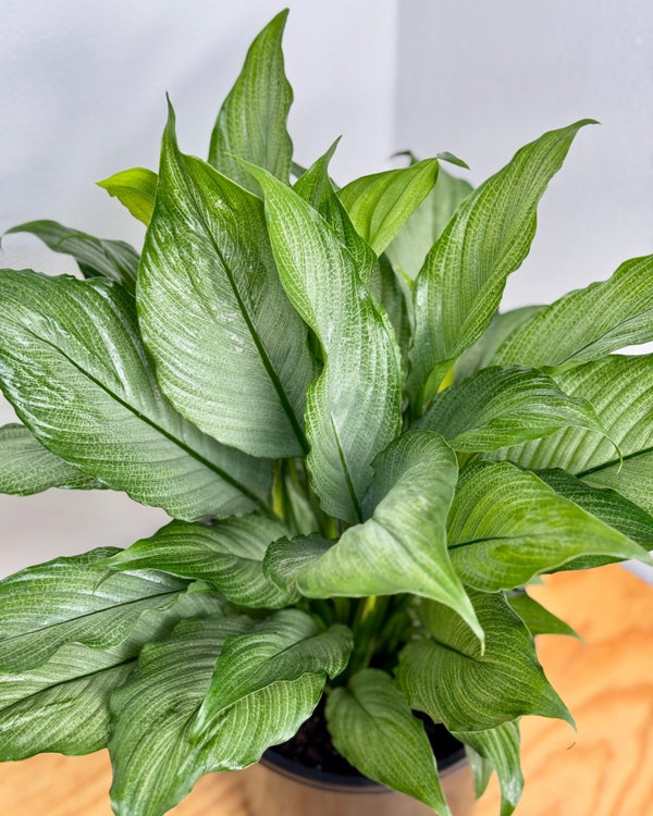 Spathiphyllum ‘Platinum Mist’ - Plant Daddy