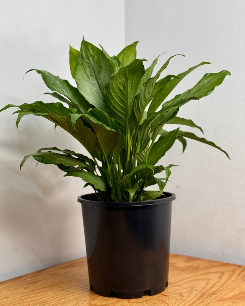 Spathiphyllum ‘Platinum Mist’ - Plant Daddy