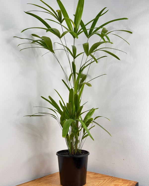 Rhapis excelsa (Lady Palm) - Plant Daddy