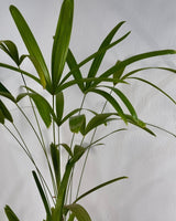 Rhapis excelsa (Lady Palm) - Plant Daddy