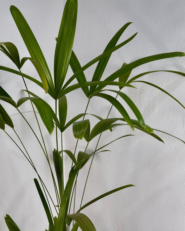Rhapis excelsa (Lady Palm) - Plant Daddy