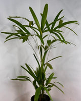Rhapis excelsa (Lady Palm) - Plant Daddy
