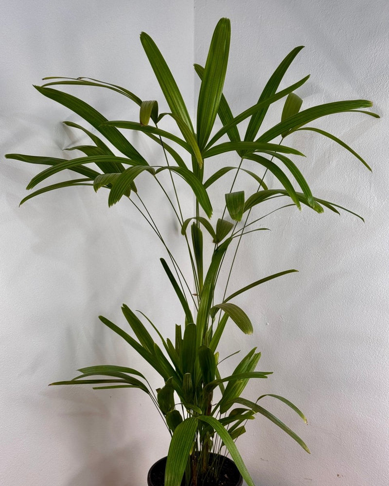 Rhapis excelsa (Lady Palm) - Plant Daddy