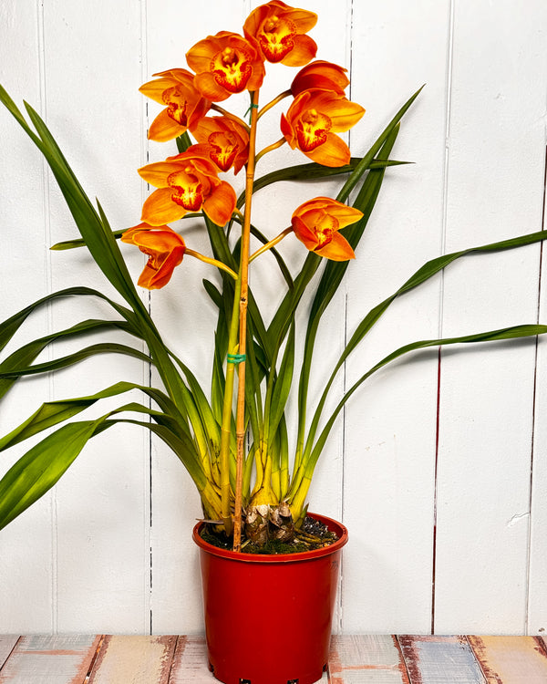 Cymbidium Orchid Traces gold 'sovereign' X Dural gold sunset