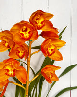 Cymbidium Orchid Traces gold 'sovereign' X Dural gold sunset