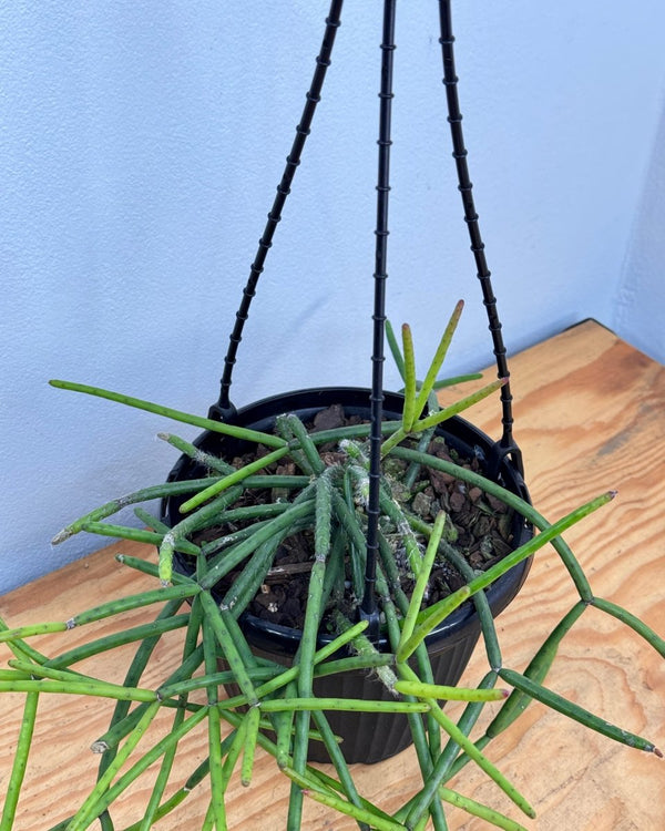 Rhipsalis megalantha - Plant Daddy