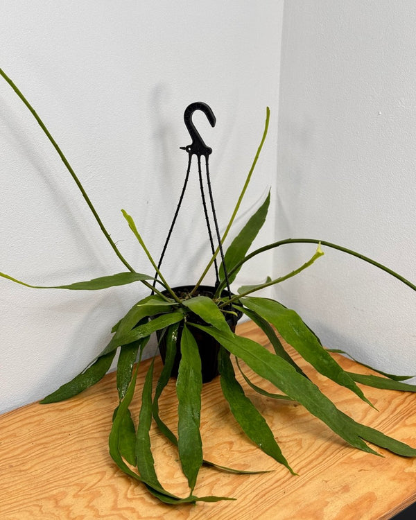 Epiphyllum pumilum - Plant Daddy