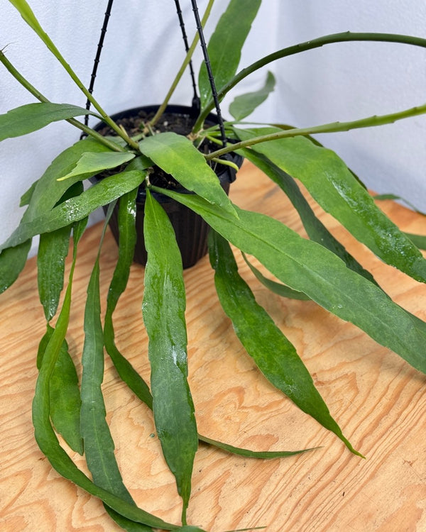 Epiphyllum pumilum - Plant Daddy
