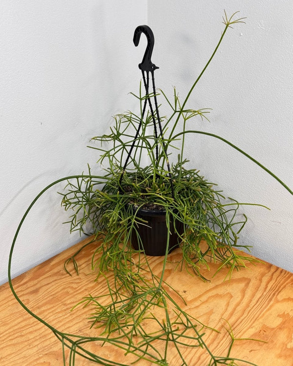 Rhipsalis teres - Plant Daddy