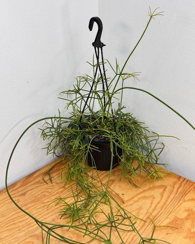 Rhipsalis teres - Plant Daddy