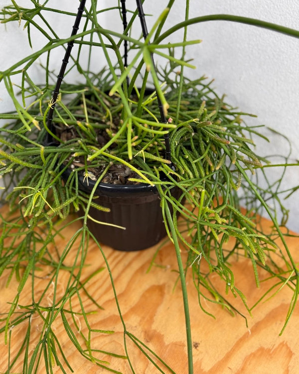 Rhipsalis teres - Plant Daddy