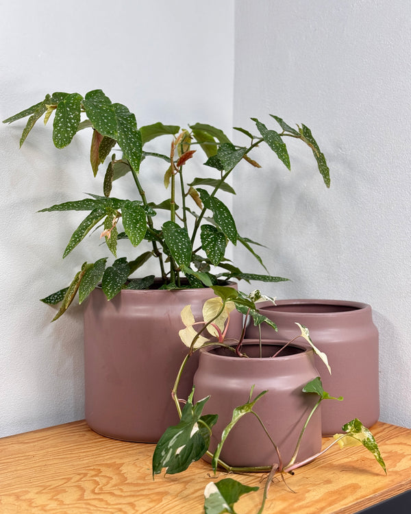 Jardin Ceramic Planter - Plant Daddy