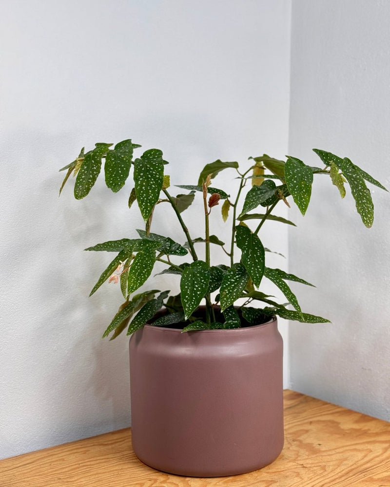 Jardin Ceramic Planter - Plant Daddy