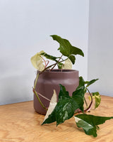 Jardin Ceramic Planter - Plant Daddy