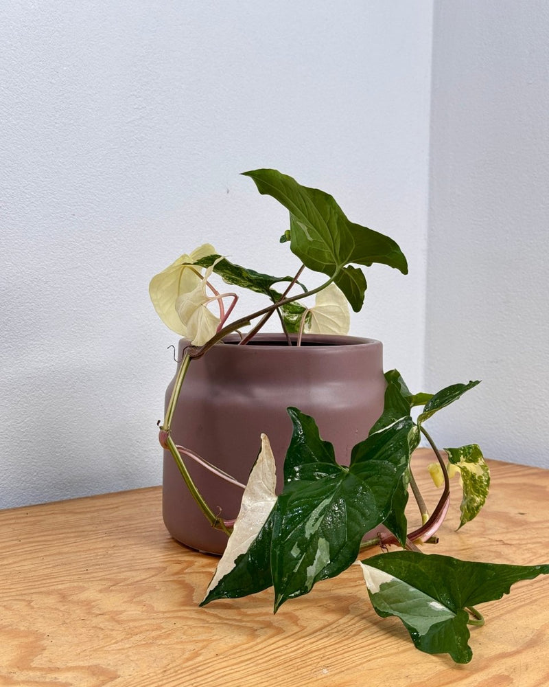 Jardin Ceramic Planter - Plant Daddy