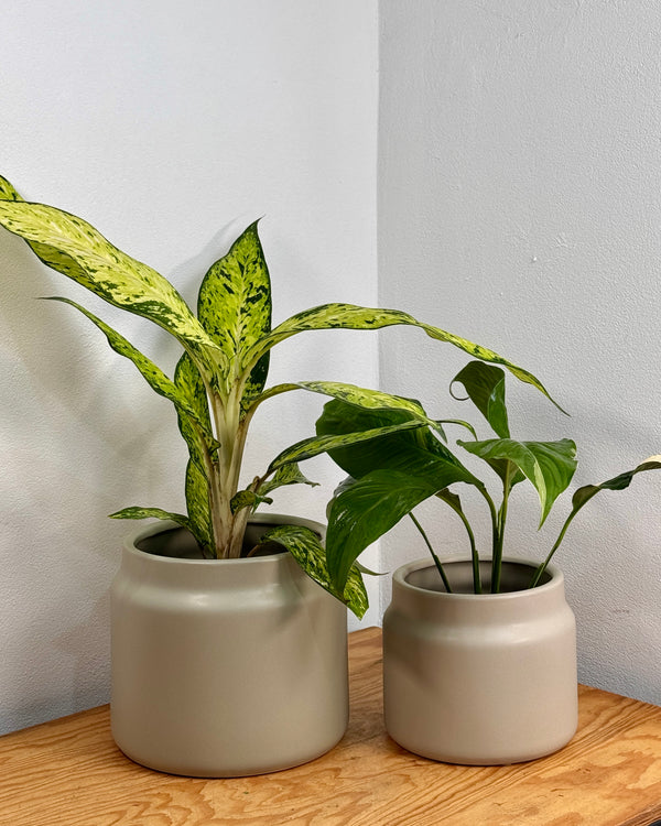 Jardin Ceramic Planter - Plant Daddy