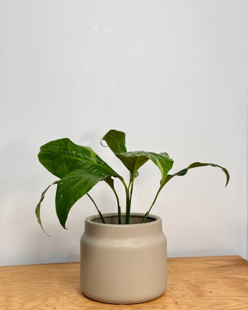 Jardin Ceramic Planter - Plant Daddy