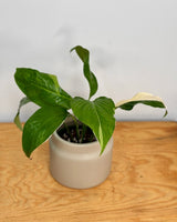 Spathiphyllum ‘Picasso’ - Plant Daddy