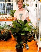 Spathiphyllum cv. (Peace Lily) - Plant Daddy