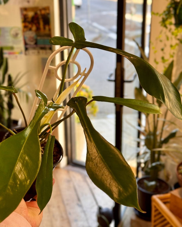 Philodendron joepii - Plant Daddy