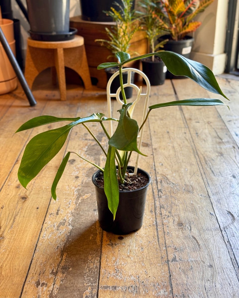 Philodendron joepii - Plant Daddy