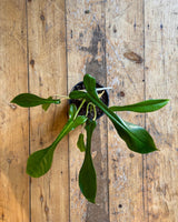Philodendron joepii - Plant Daddy