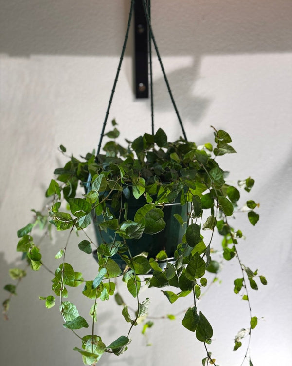 Ficus pumila (Creeping Fig) - Plant Daddy