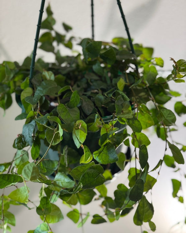 Ficus pumila (Creeping Fig) - Plant Daddy
