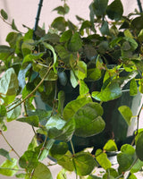 Ficus pumila (Creeping Fig) - Plant Daddy