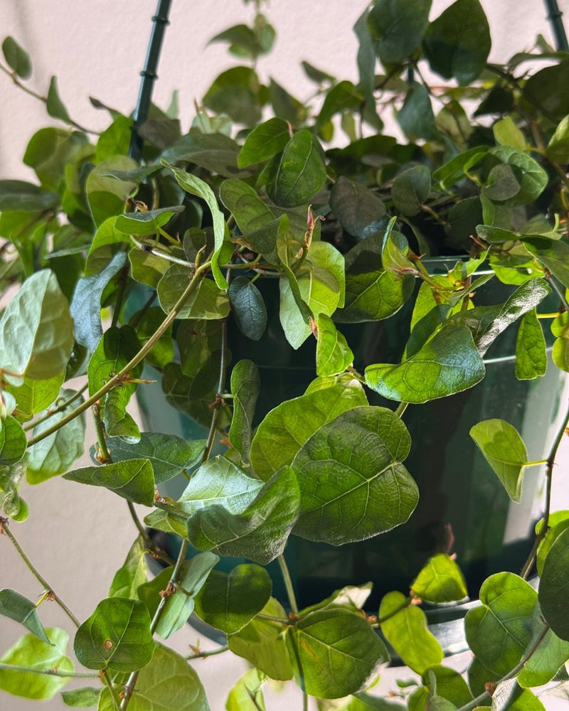 Ficus pumila (Creeping Fig) - Plant Daddy