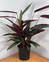 Stromanthe sanguinea - Plant Daddy